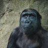 Фото профиля Guhrilla🦍