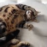 Bobcat's profile picture