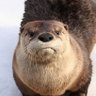 OtterlyAnnoyed 的头像