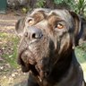 Oso el perro's profile picture