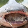 Profilbild von FISH