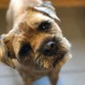 Ivan the Terrible (OBE)'s profile picture