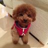うなぎ犬 profil fotoğrafı