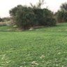 أبو فيصل 的头像