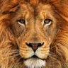 SeBTter's profile picture