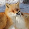 Cheng-Ren🦊🐺 profil fotoğrafı