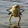 PassarinhoMafioso's profile picture