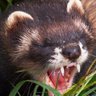 Фото профиля Polecat