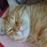 ねこ野郎's profile picture