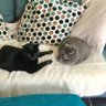 Toby and Maisie's profile picture