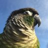 Dystroph profil fotoğrafı