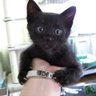 Profilbild von ”ねこっち”（社会派大喜利）