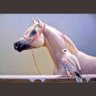 ابو تميم الشهري's profile picture