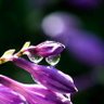 Фото профиля 天然の雫