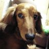 トレニア's profile picture
