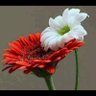 Фото профиля رضاك ربي