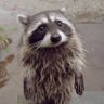 Profilbild von ze_r@ccoon