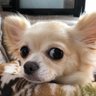 ãã«ã·ã¢ãšQooo(ãã¯ã¯)'s profile picture
