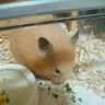 たかすぎS 的头像