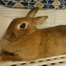 Фото профиля イワンコフ🐰