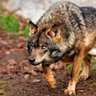 Profilbild von Canis Lupus Signatus