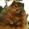 Squirrel's profile picture