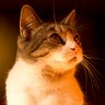 Фото профиля Yolanda Gillies