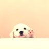 yuzuko profil fotoğrafı
