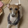 Фото профиля うちの犬は超早起き