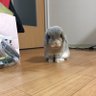 もぎもん profil fotoğrafı