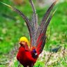 ⵙⵎⴰⵉⵍ ⵏⴰⵔⴰⵯⴰⵙ Izem profil fotoğrafı