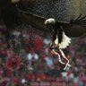 Benfica Review profil fotoğrafı