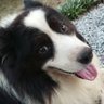 賢狼こーた🍎🐺ぬしっこ's profile picture