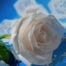 sara ibrahem's profile picture