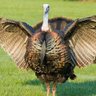 JohnstonTurkey's profile picture