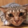 Фото профиля たかすぎ