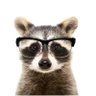 Profilbild von Myopic Raccoon