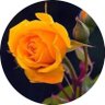 /الحنونه/al7anonh5 profil fotoğrafı