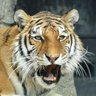 Фото профиля タイガーが居た