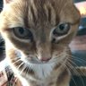 GP profil fotoğrafı