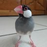 クロクロクロエ's profile picture