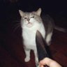 Profilbild von 😈😈🐱🐈