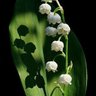 Las flores del mal💚's profile picture