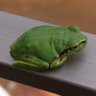 ふるめたる 的头像