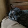裏猫 的头像