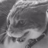 iiisan-山's profile picture
