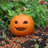 Profilbild von すの▲かぼちゃん迷走中🎃☃️