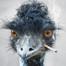 Profilbild von JL