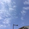 🦮🐈🗺🤍💙❤️京錦は尾がながいんです's profile picture