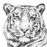 MT's profile picture